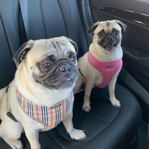 Meet your Posher, Ivy